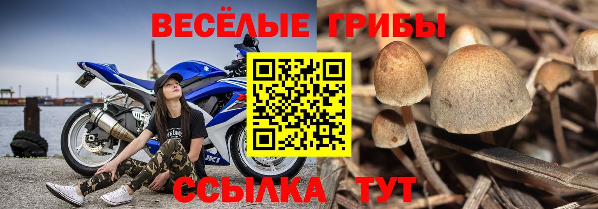 Галлюциногенные грибы Cubensis Дзержинск